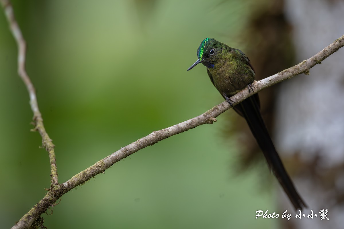 Violet-tailed Sylph - ML620052919