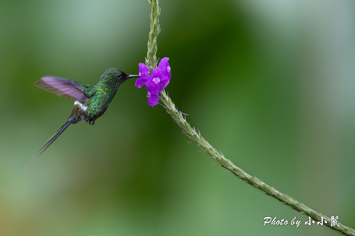 kolibřík trnoocasý - ML620052946