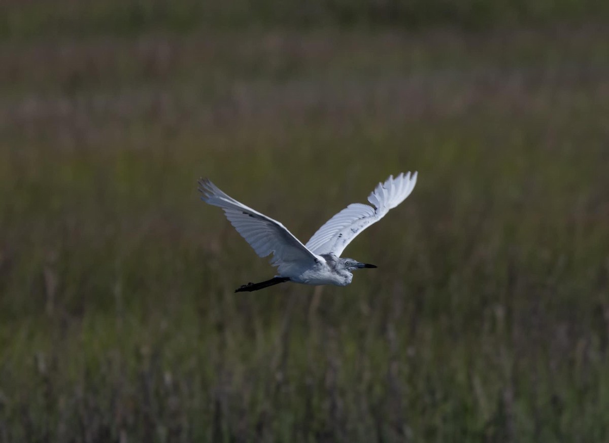 Aigrette bleue - ML620052960