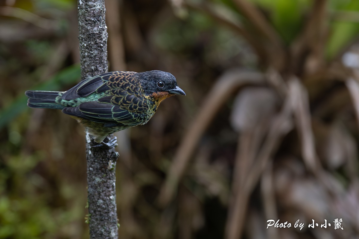 Rufous-throated Tanager - ML620052984