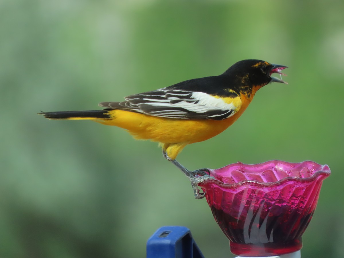 Bullock's x Baltimore Oriole (hybrid) - ML620053023