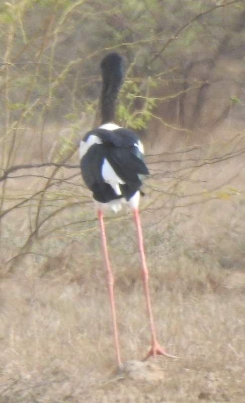 Black-necked Stork - ML620053025