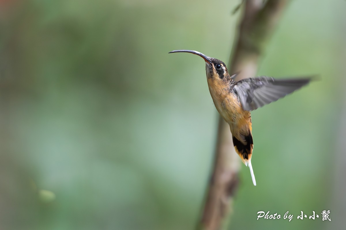kolibřík dlouhoocasý - ML620053029