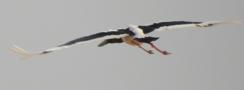 Black-necked Stork - ML620053041