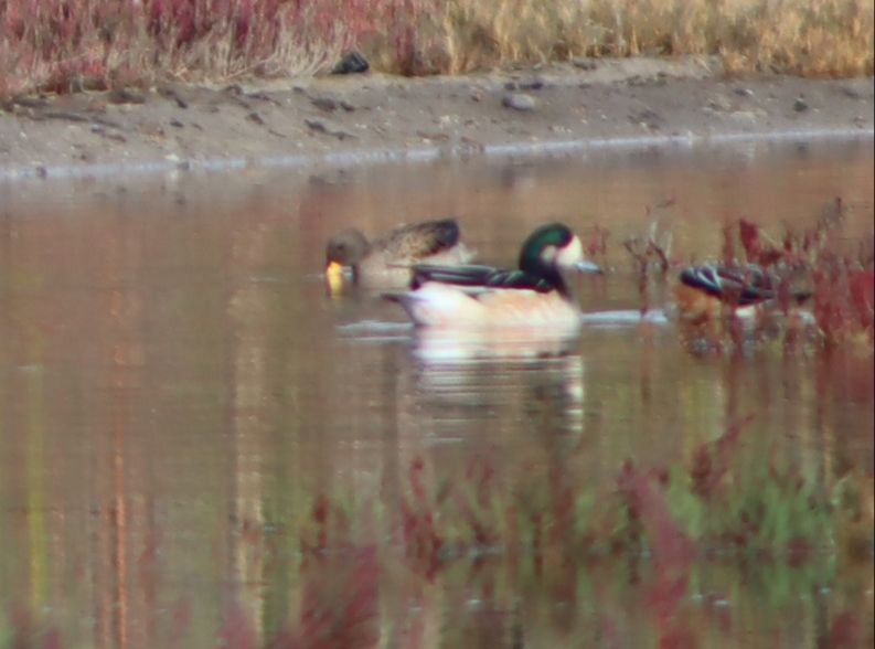 Chiloe Wigeon - ML620053046