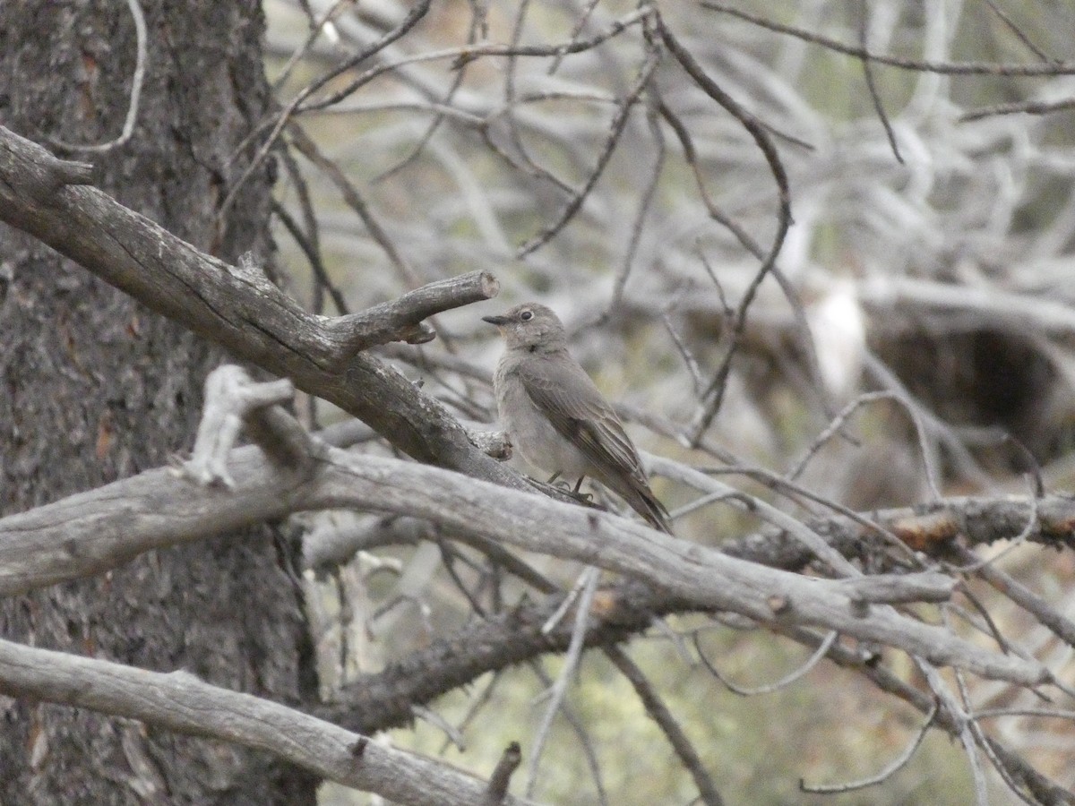 Townsend's Solitaire - ML620053063