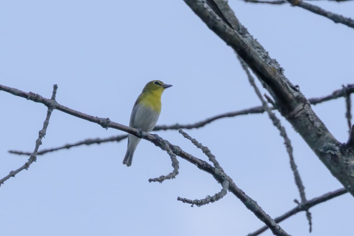 Yellow-throated Vireo - ML620053066