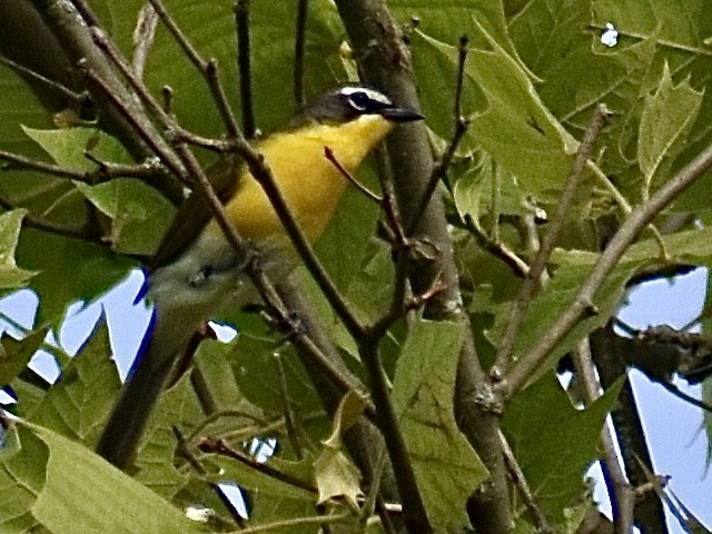 Yellow-breasted Chat - ML620053086