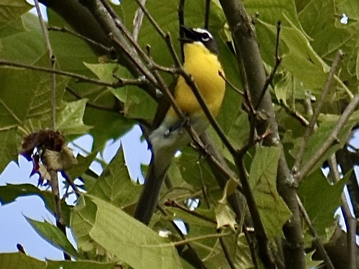Yellow-breasted Chat - ML620053088