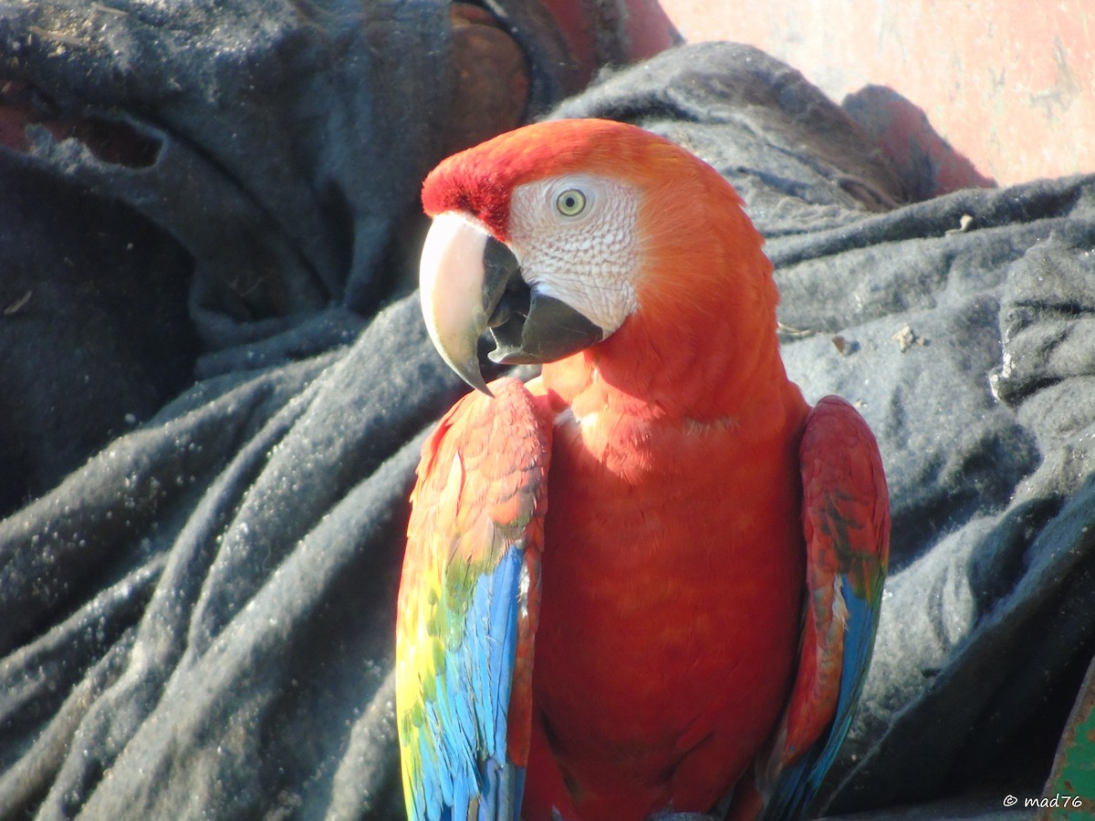 Scarlet Macaw - ML620053100