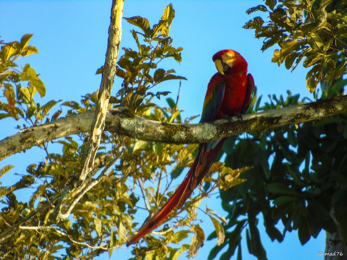 Scarlet Macaw - ML620053101