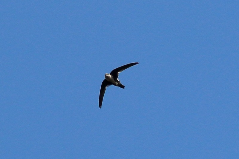 White-throated Swift - ML620053107
