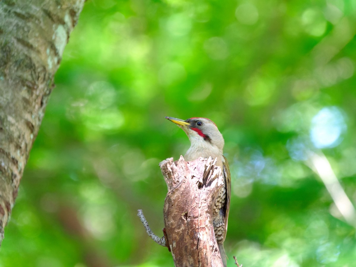 Japanese Woodpecker - ML620053122