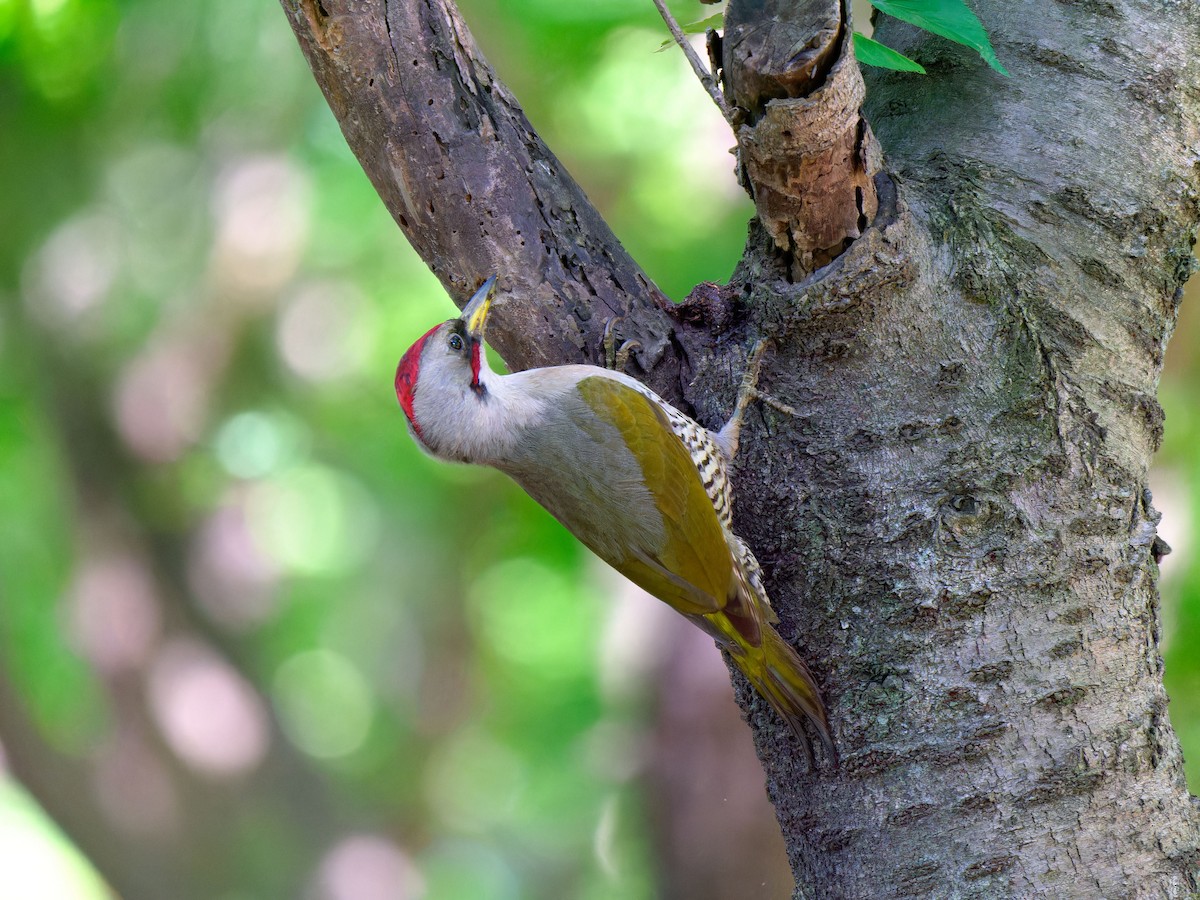 Japanese Woodpecker - s maekawa