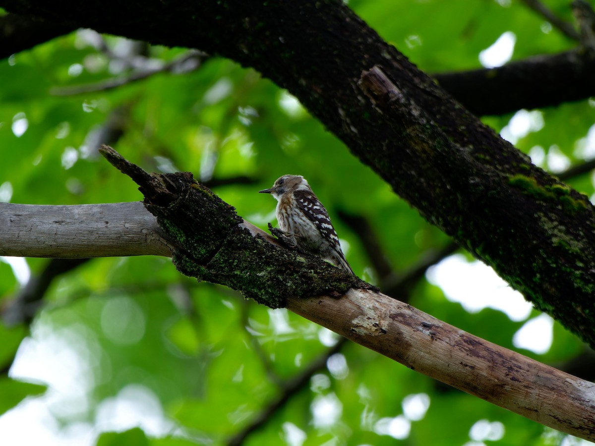 Japanese Pygmy Woodpecker - ML620053139