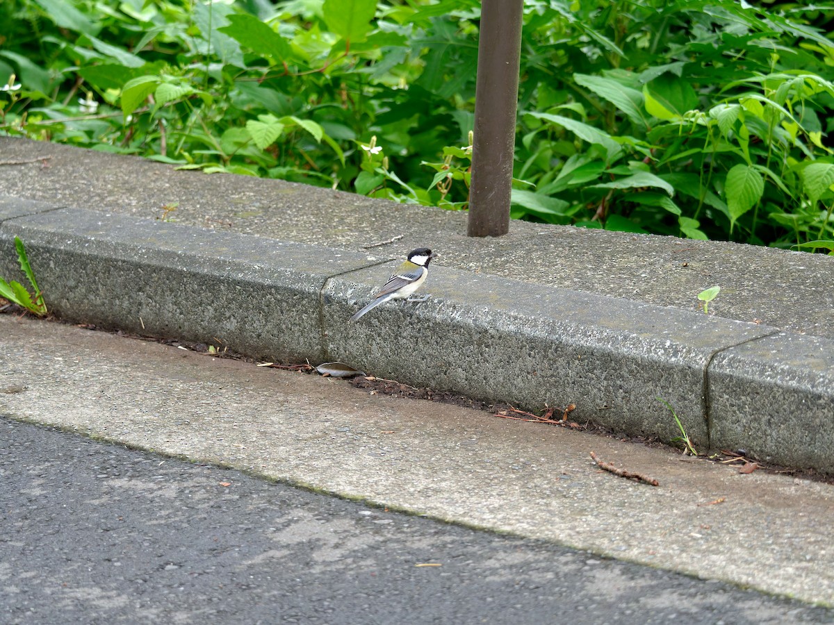 Asian Tit (Japanese) - ML620053143