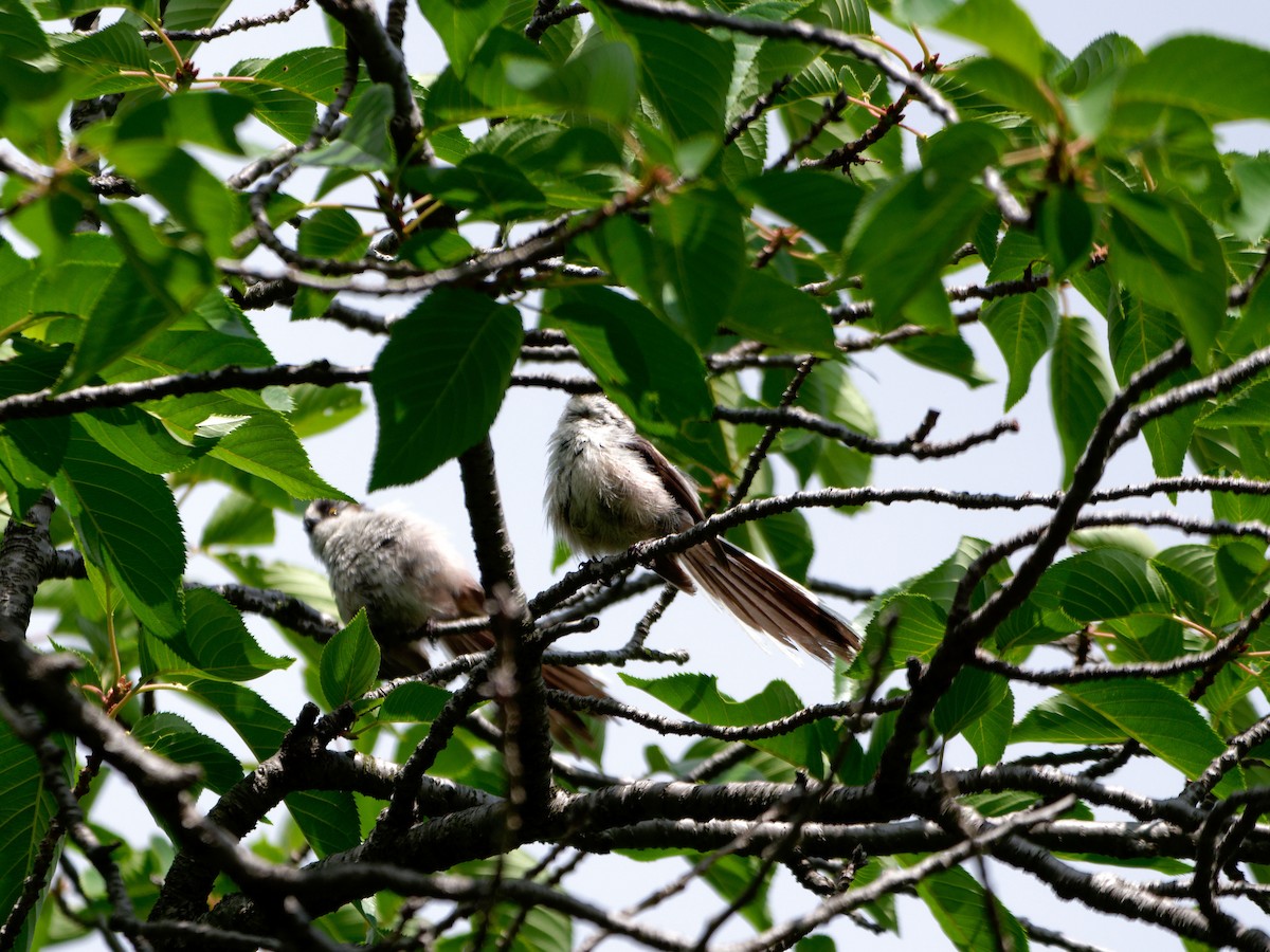 Long-tailed Tit - ML620053144