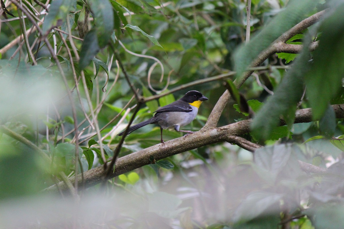 White-naped Brushfinch - ML620053146