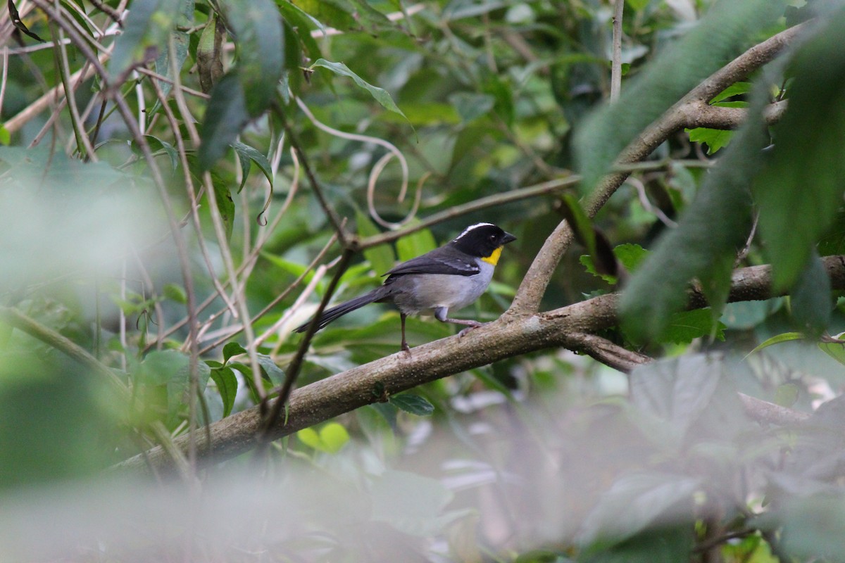 White-naped Brushfinch - ML620053147