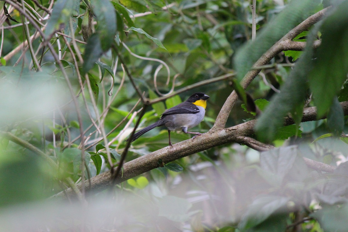 White-naped Brushfinch - ML620053148