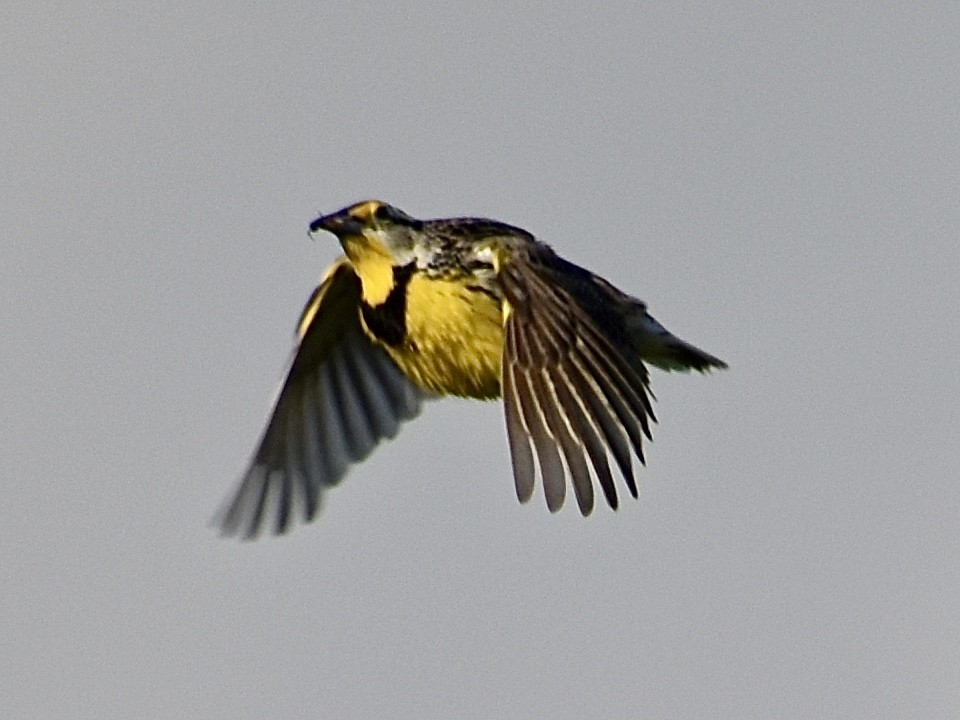 Eastern Meadowlark - ML620053161