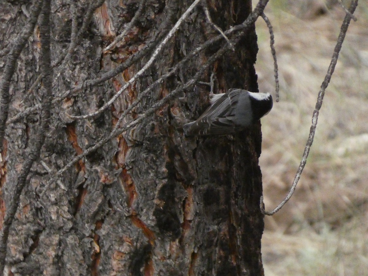White-breasted Nuthatch - ML620053163