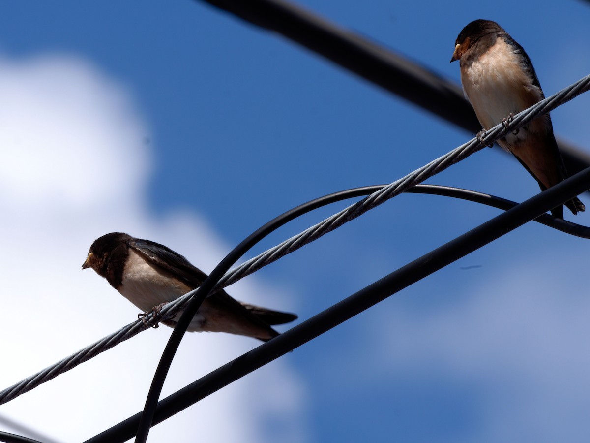 Barn Swallow - ML620053167