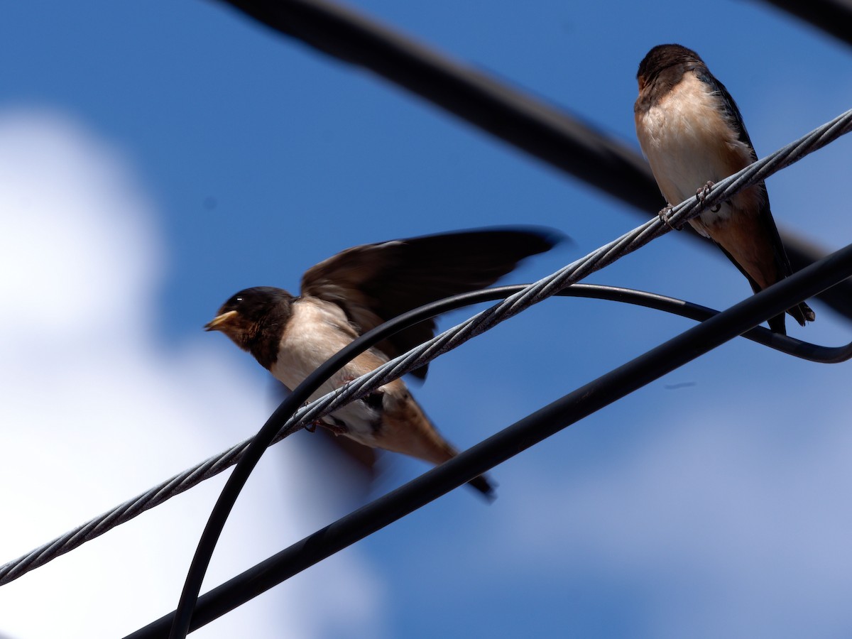 Barn Swallow - ML620053169