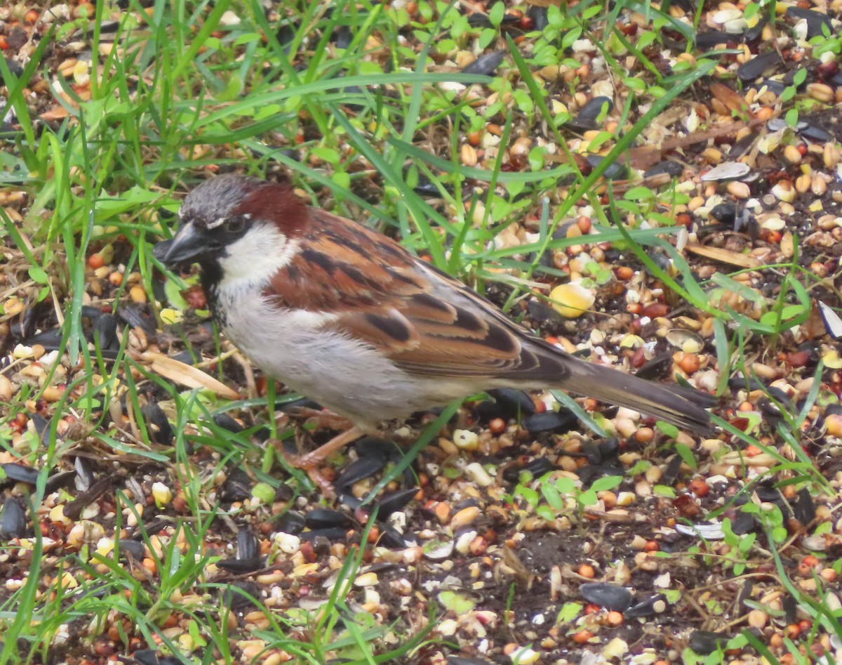 House Sparrow - ML620053170