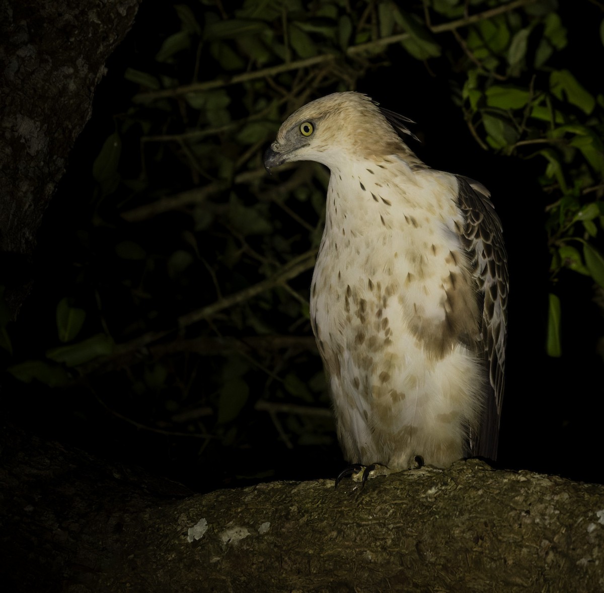 Changeable Hawk-Eagle (Crested) - ML620053182
