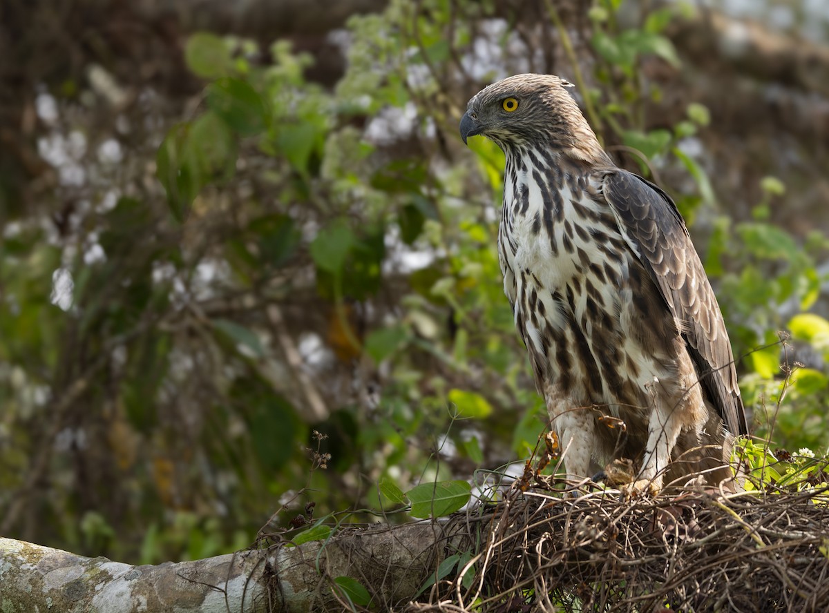 Changeable Hawk-Eagle (Crested) - ML620053183