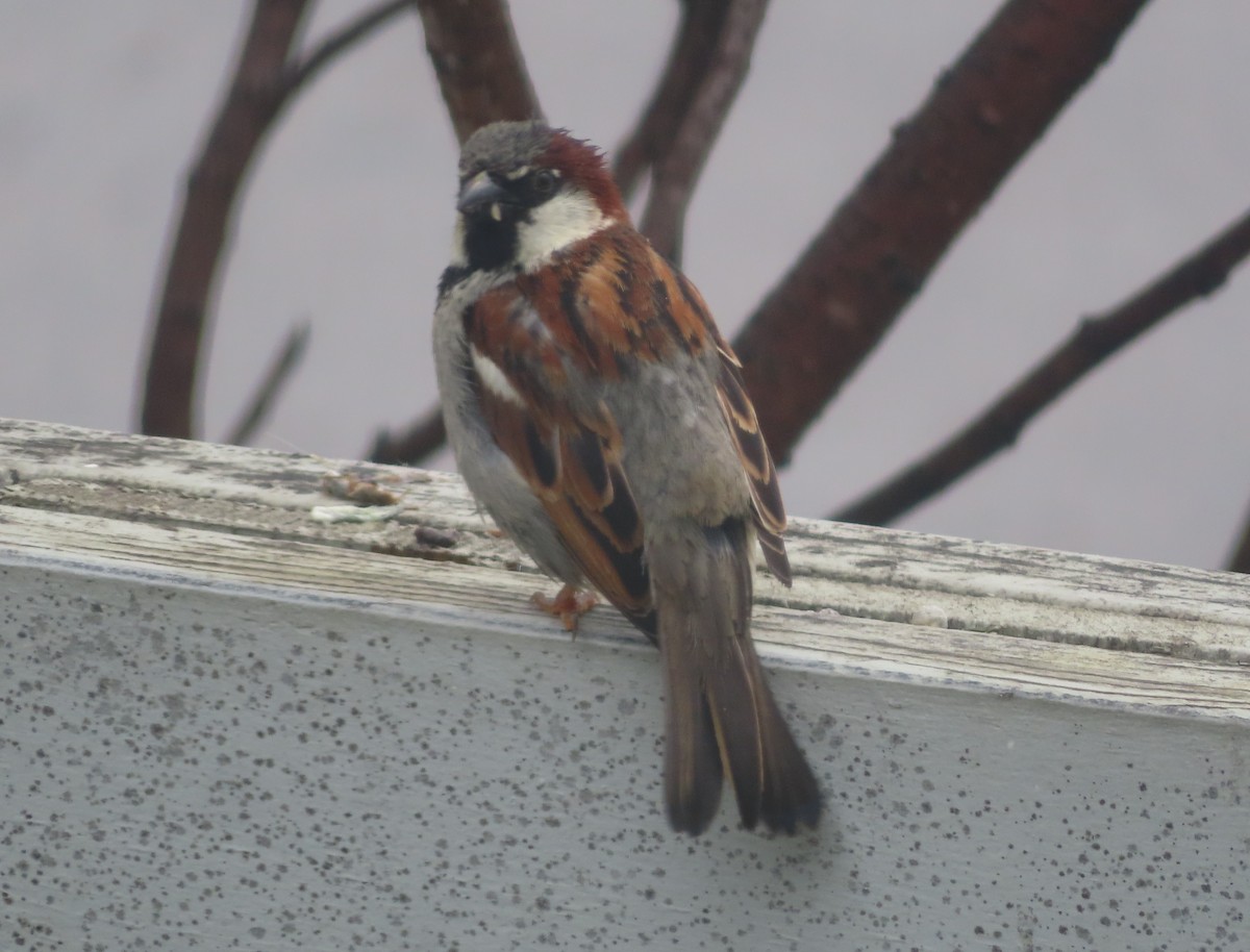 House Sparrow - ML620053187