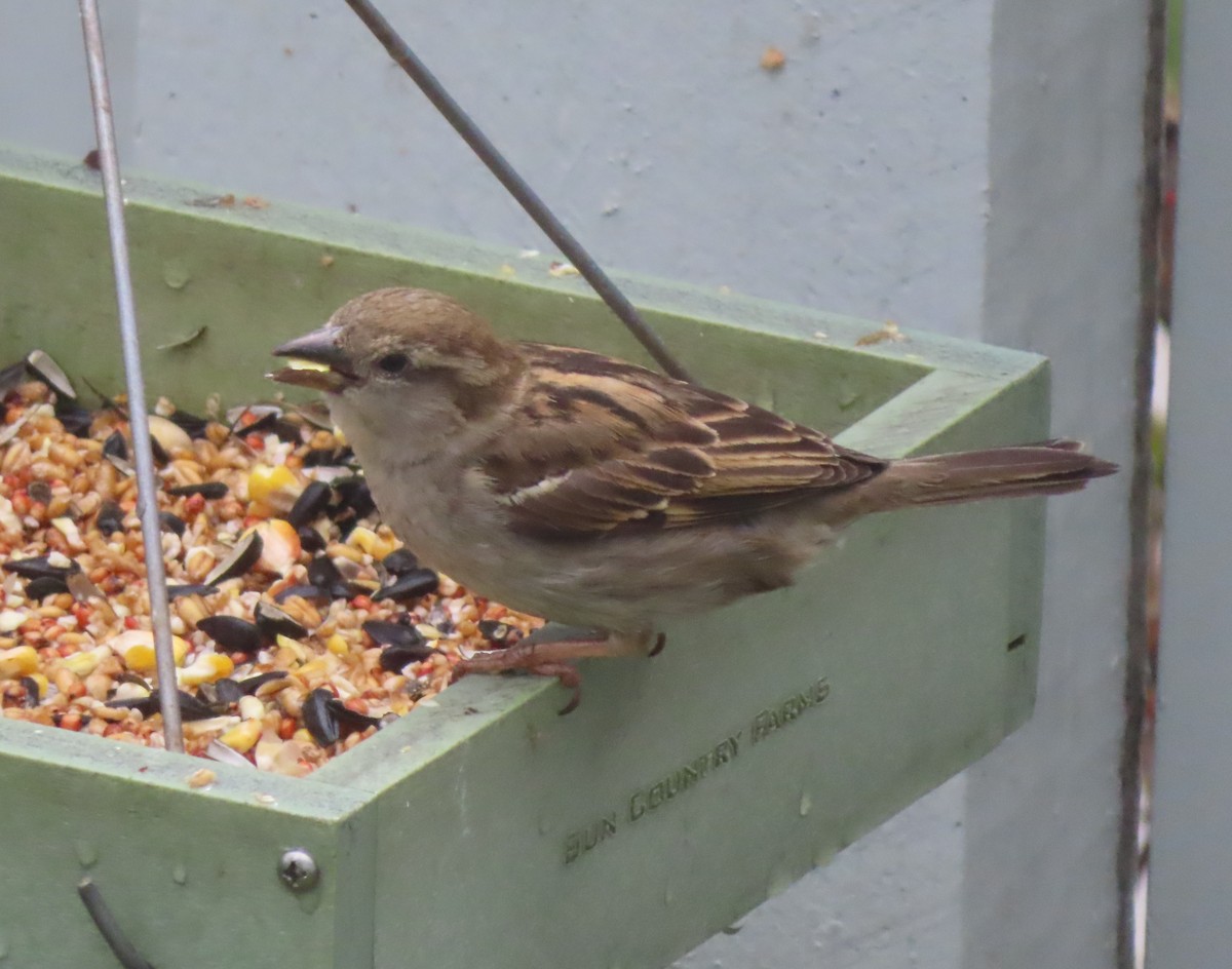 House Sparrow - ML620053189