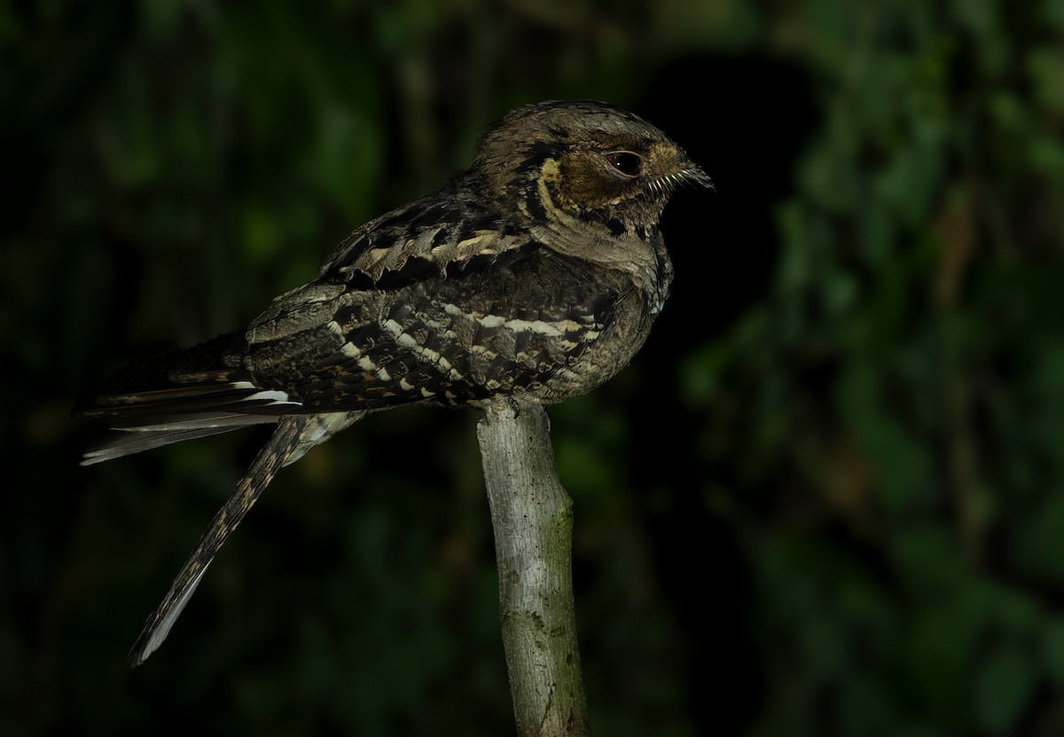 Jerdon's Nightjar - ML620053192