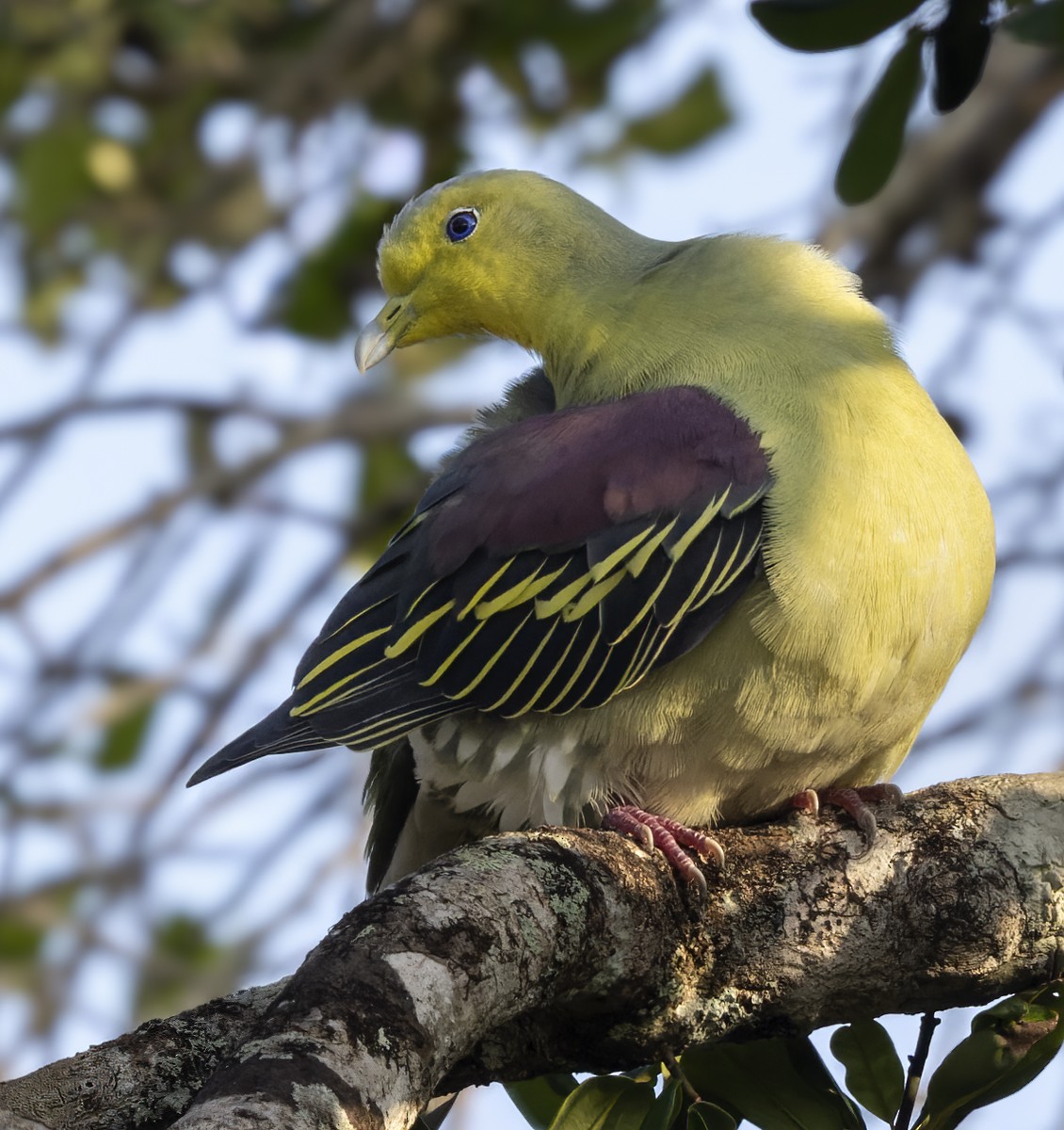Цейлонский зелёный голубь - ML620053194