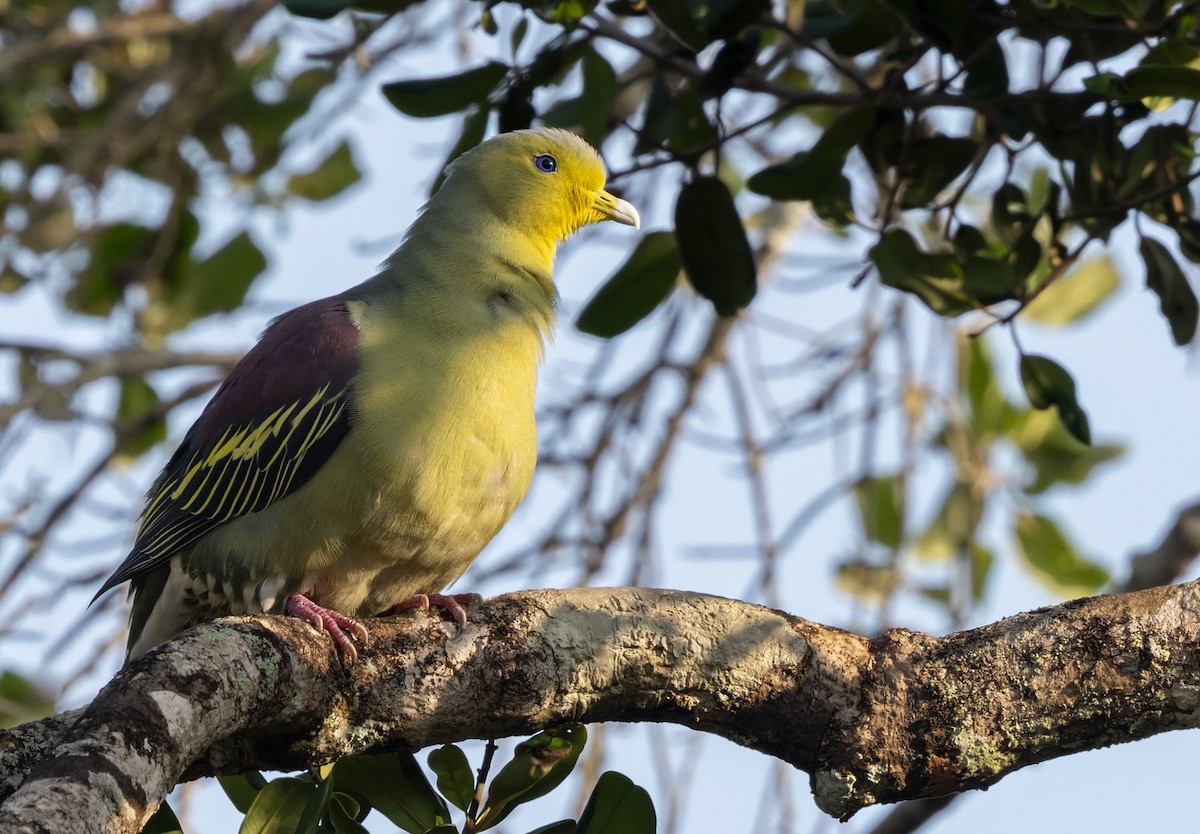 Цейлонский зелёный голубь - ML620053195