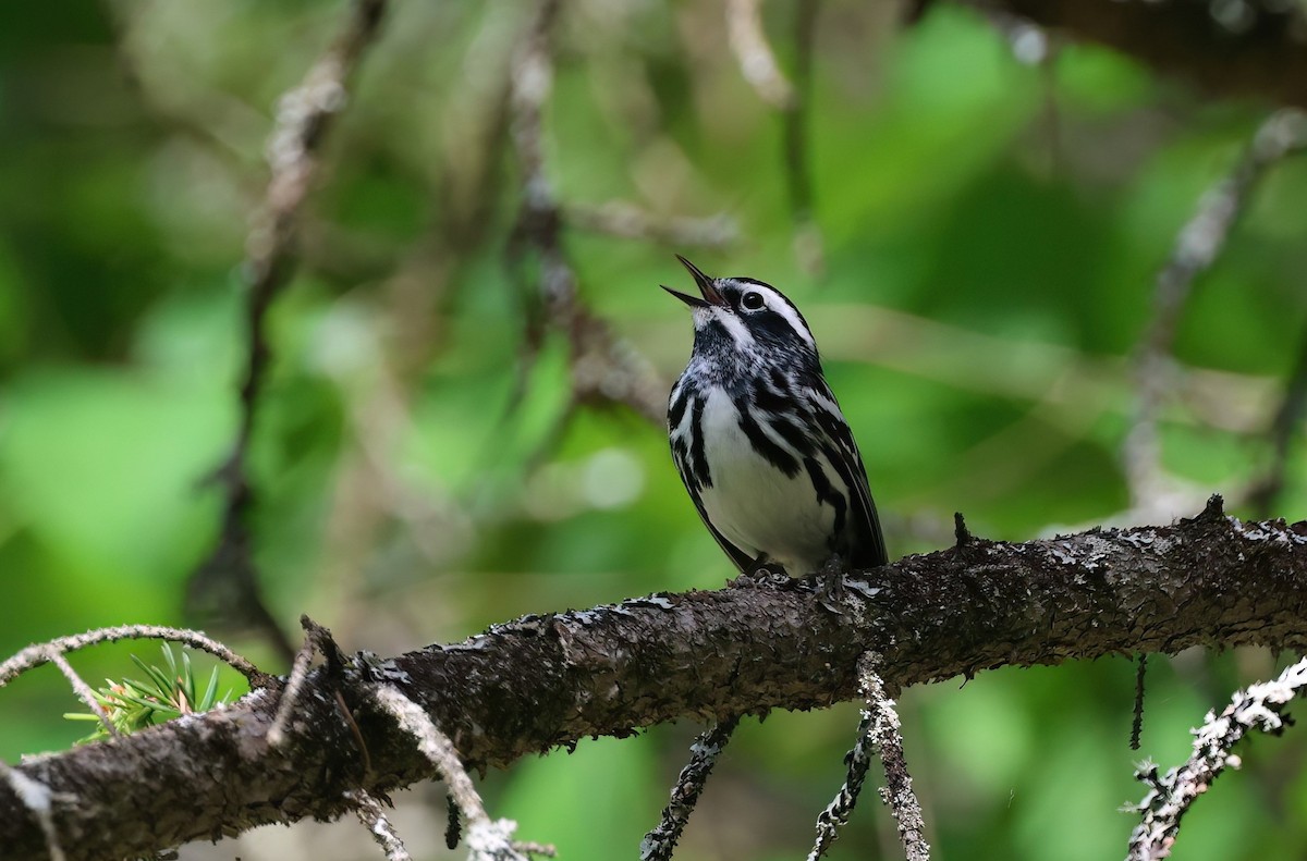 Black-and-white Warbler - ML620053198