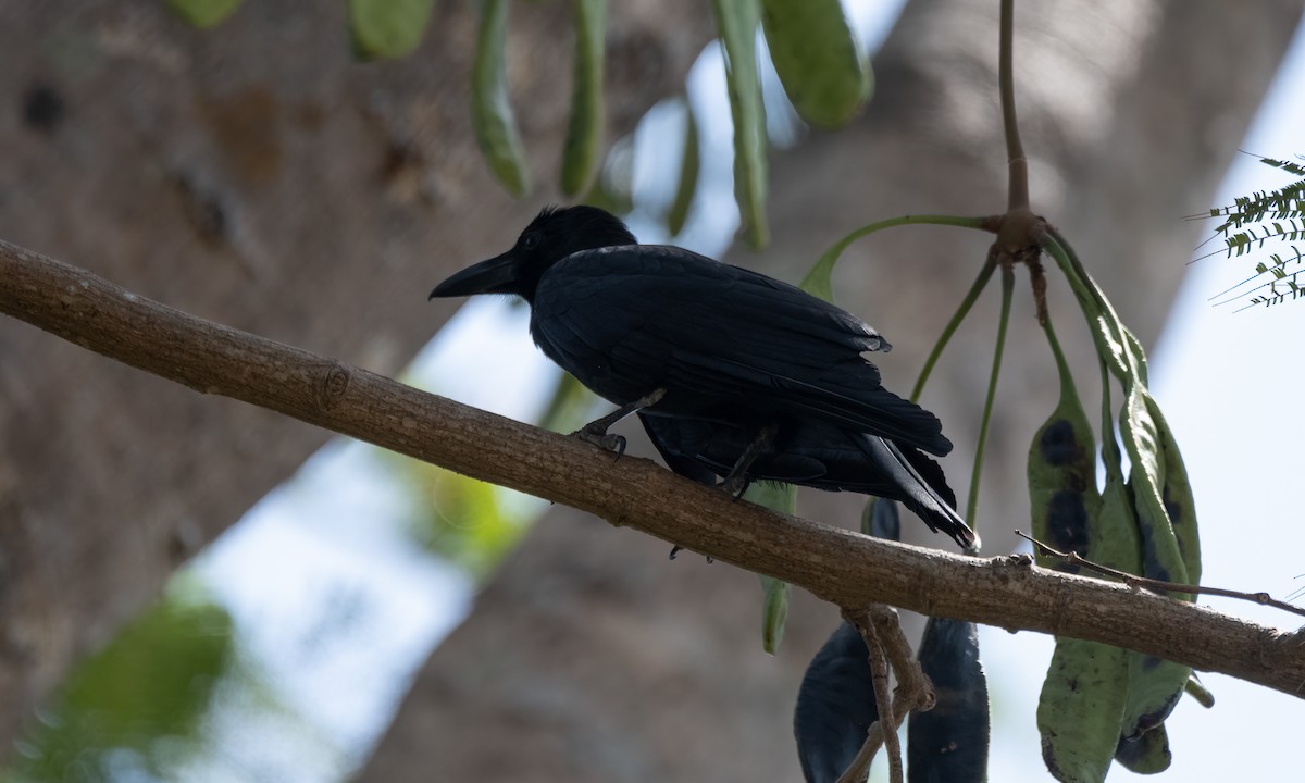 Large-billed Crow (Large-billed) - ML620053199