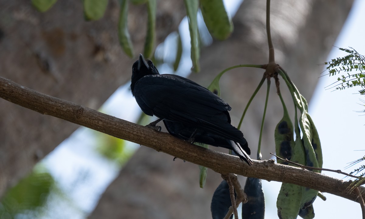 Large-billed Crow (Large-billed) - ML620053200