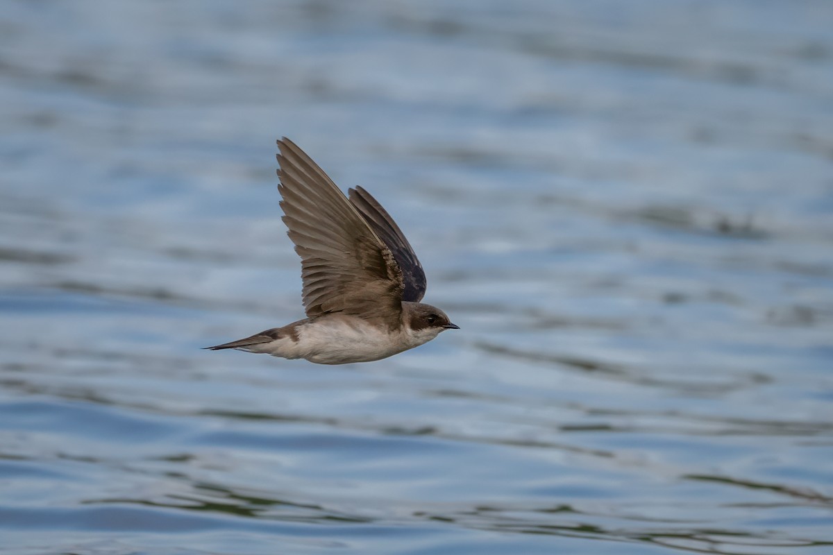Northern Rough-winged Swallow - ML620053201