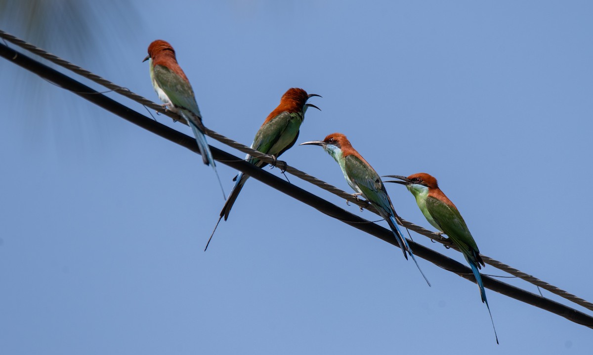 Rufous-crowned Bee-eater - Koren Mitchell
