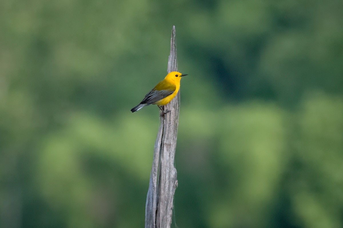 Prothonotary Warbler - ML620053218
