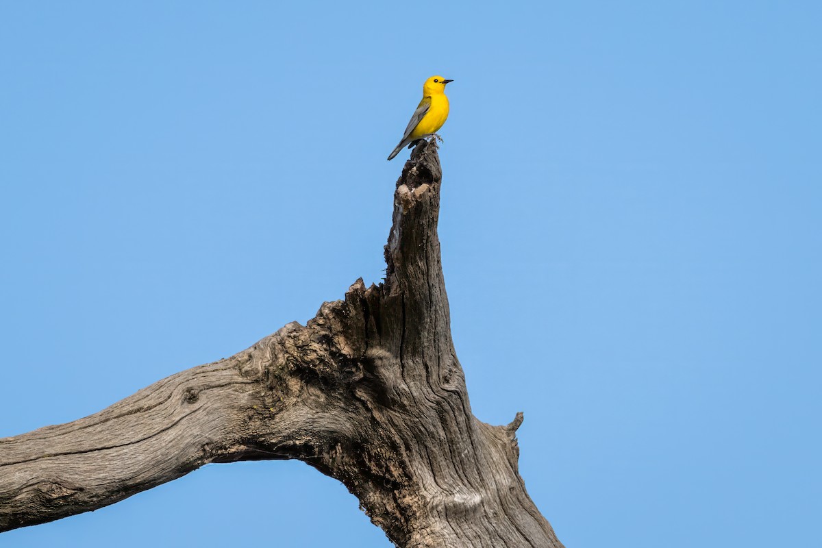 Prothonotary Warbler - ML620053220