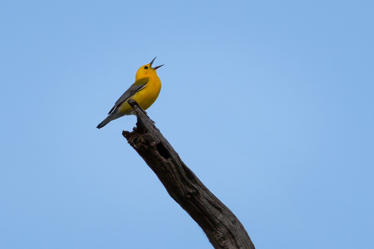 Prothonotary Warbler - ML620053222