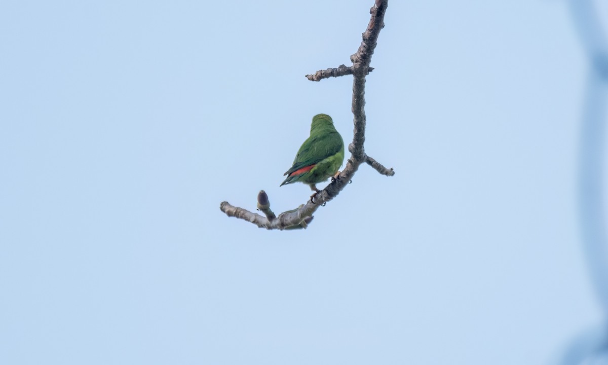 Philippine Hanging-Parrot - ML620053223