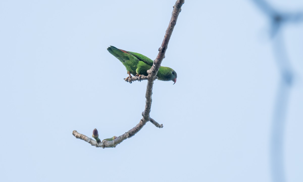 Philippine Hanging-Parrot - ML620053224