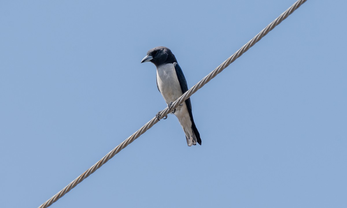 White-breasted Woodswallow - ML620053241