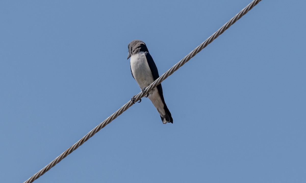 White-breasted Woodswallow - ML620053242