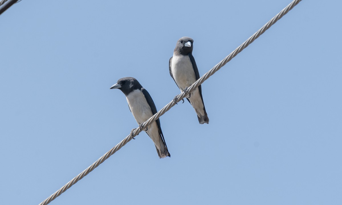White-breasted Woodswallow - ML620053243