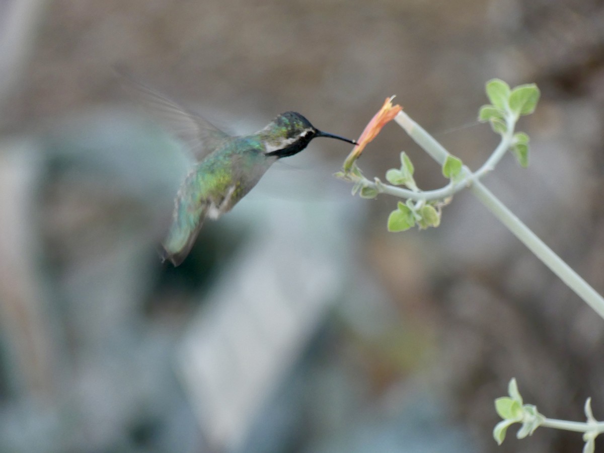 Costa's Hummingbird - ML620053265